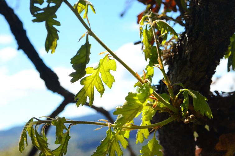 Oregon white oak