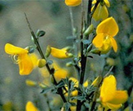 Weed of the Month: Scotch Broom ‘easily invades’