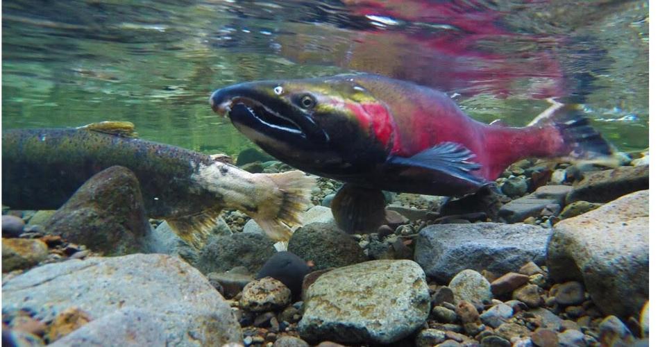 Native Fish Society