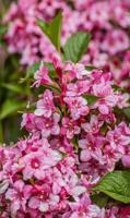 Easy shrubs for the home landscape