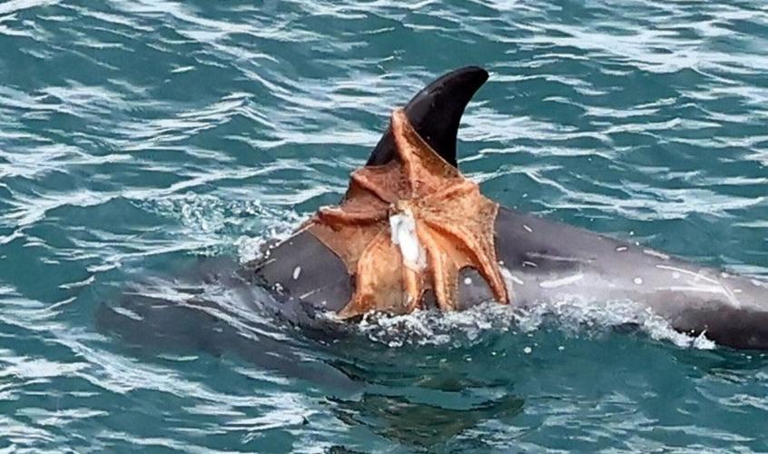 Octopus spotted catching a ride on a dolphin in UK waters