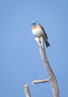 Wings on the River: The dawn chorus