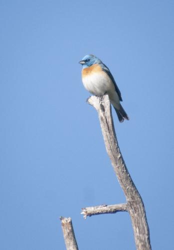 Lazuli Bunting