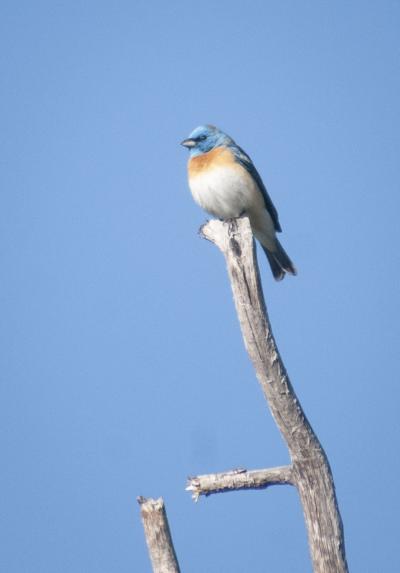Lazuli Bunting