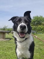 Sheepdog failed farm life because he’d rather be with people than herd sheep