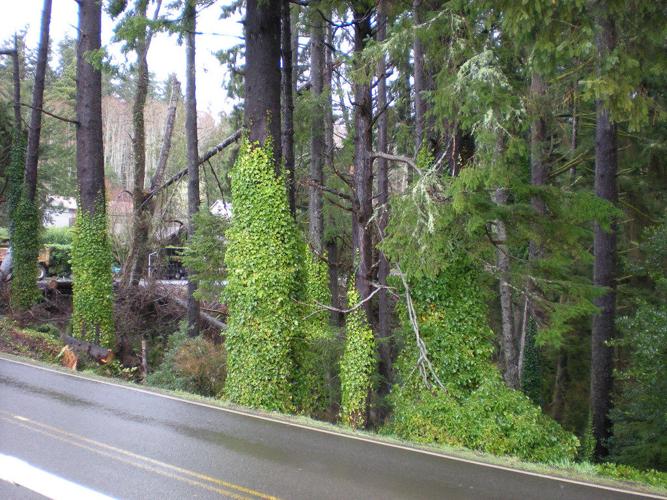 Weed of the month: English ivy