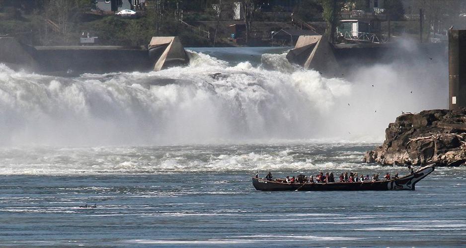 Sea lions focus of fish survival war