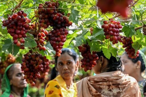 More than 95 percent of Sahyadri Farms' 30,000 members own less than a hectare of land