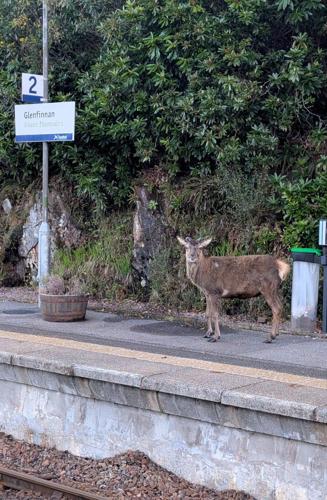 Stag pictured at remote Harry Potter train station