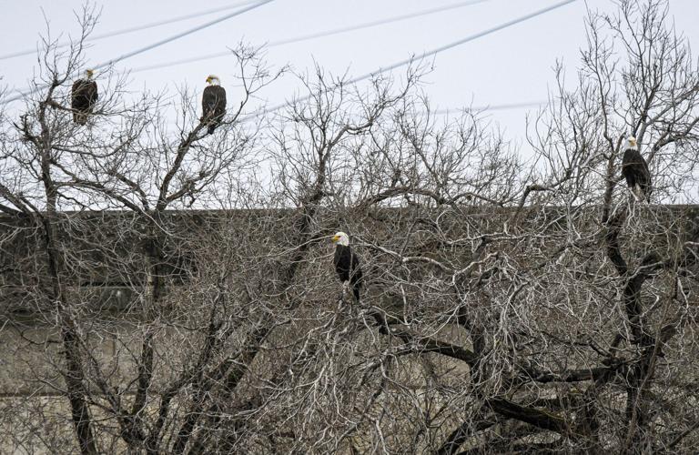 B12 Eagle Watch 2.jpg