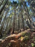 Commissioners to revisit forest plan at February meeting