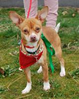 Pet of the Week: Corky ‘loves everybody,’ from humans to other dogs