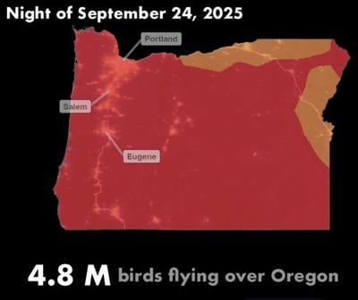4.8 million birds predicted