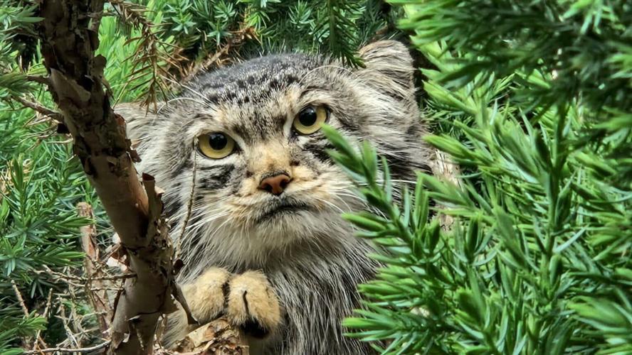 “World’s grumpiest cats” set to find love in zoo