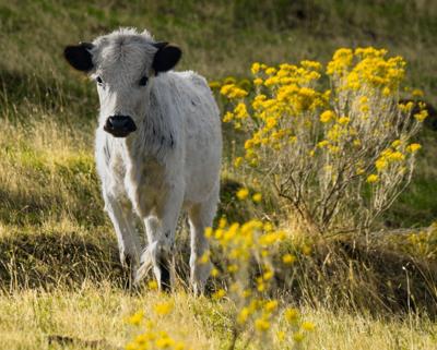 Out standing in their field
