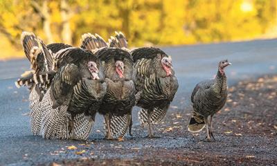 Nature's Bachelorette