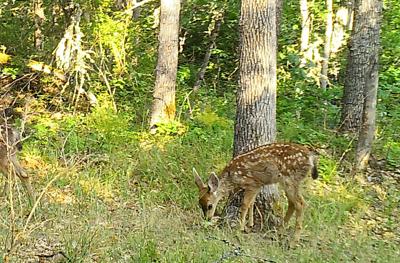 OR Animal Hijacking-01050120_8120.jpg