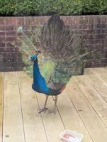Villagers left baffled after a hungry peacock moved into their back gardens