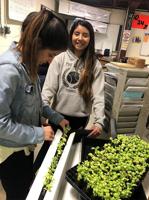 Hydroponics project at TDHS shares harvest