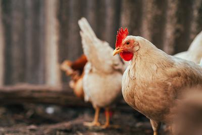A flock of chickens foraging for food in a sunny backyard enclosure during the afternoon