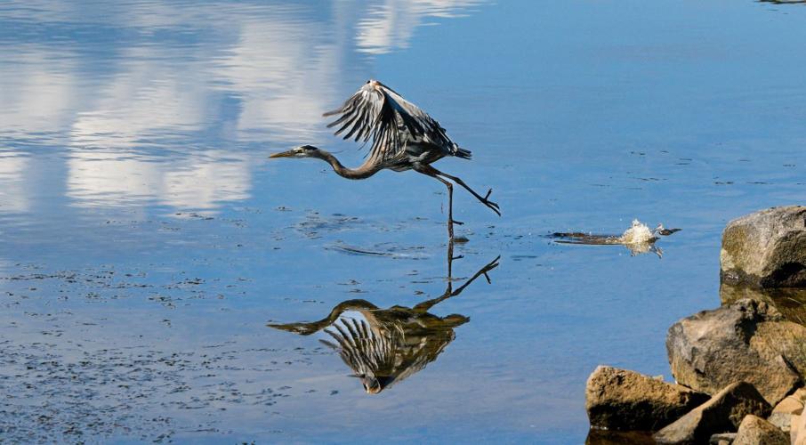 Great Blue Heron