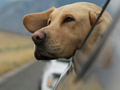 dogz_featured