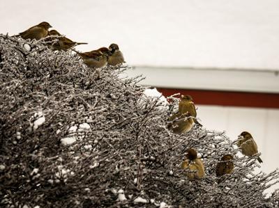 The Dalles sparrows