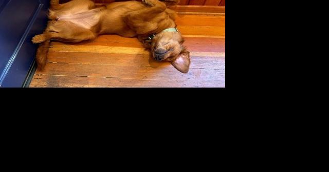 HR dog just doing her best - Vimarsana News