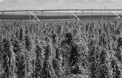 Editorial: Time to allow industrial hemp farms?