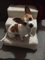 Pet of the Week: BudderBean great at ‘keeping laps warm’