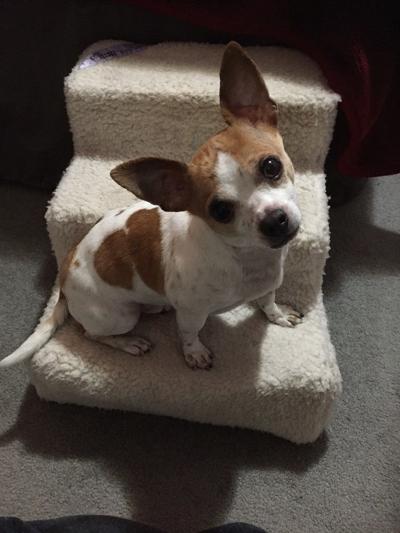 Pet of the Week: BudderBean great at ‘keeping laps warm’