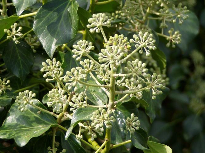Weed of the month: English ivy