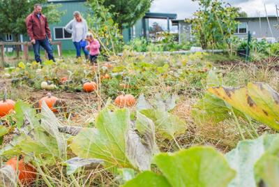 Looking Back Looking Forward A Reflection From Fish Food Bank And Spirit Of Grace Garden Hood River Columbiagorgenews Com