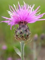Weed of the Month: The invasive thistle-like knapweed