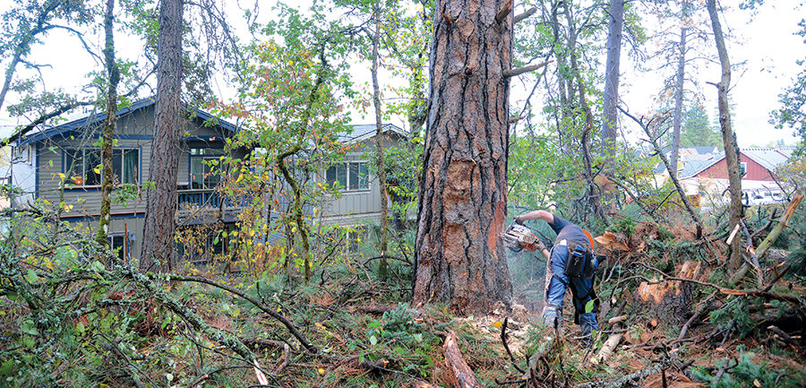 Urban logging: Crews keep busy as beetle-kill trees become neighborhood hazards