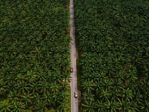 Palm oil waste byproducts have been linked to fraud allegations in the past