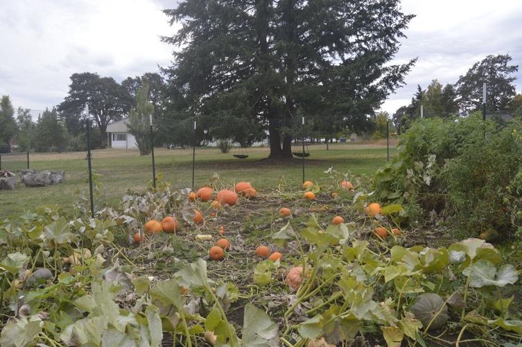 Roots School pumpkin patch
