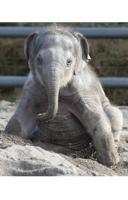 Zoo assumes legal rights to Rose-Tu’s Lily