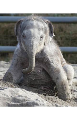 Zoo assumes legal rights to Rose-Tu’s Lily