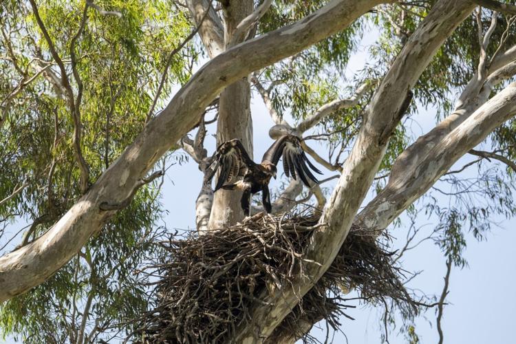 The eagle has landed! Chick rescued after falling from gum tree nest