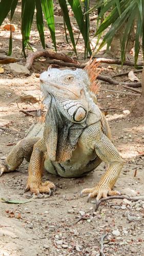 Travelogue Honduras (4).jpg