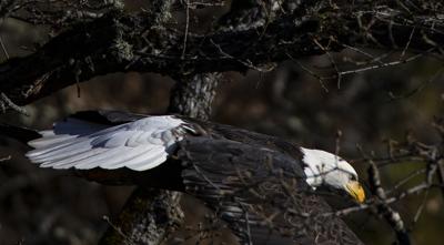 A10 eagle watch, datnoff.jpg