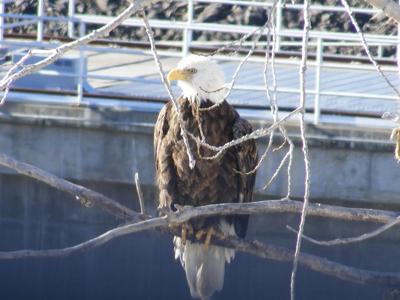 Eagle Watch at The Dalles Dam Saturday