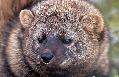 Fisher threatened by pot farm poison