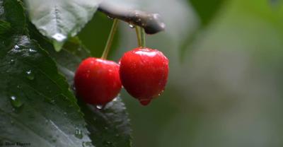 A splitting headache: Rain splits cherries, but damage is variable