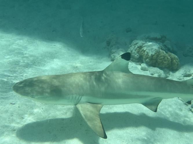 harmless reef shark.jpeg