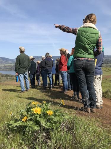 B OSU naturalist workshop March 11 Michelle pointing and balsam root.jpg