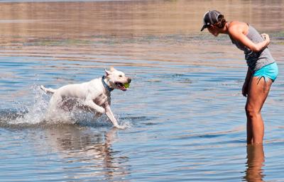 A Dog Day of Summer