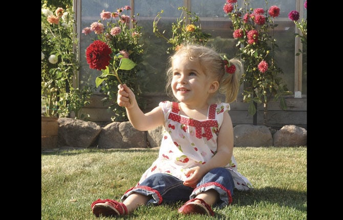 Dahlias are a great spring project