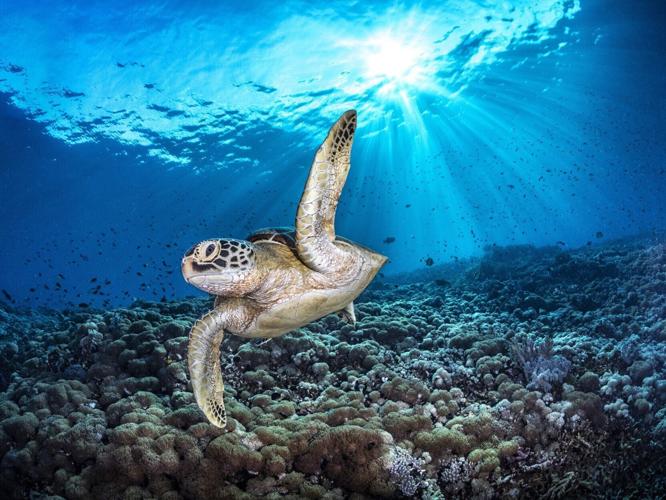 Seahorse portrait helps win Ocean Photographer of the Year